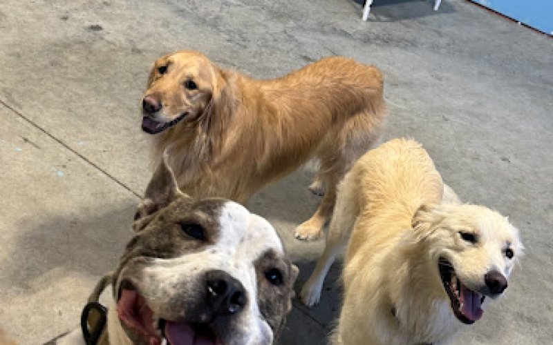 FidoPlay