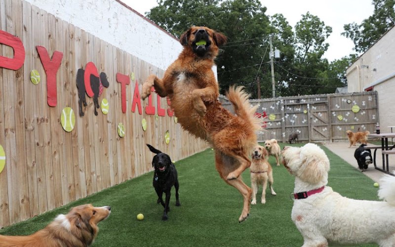Happy Tails Resort