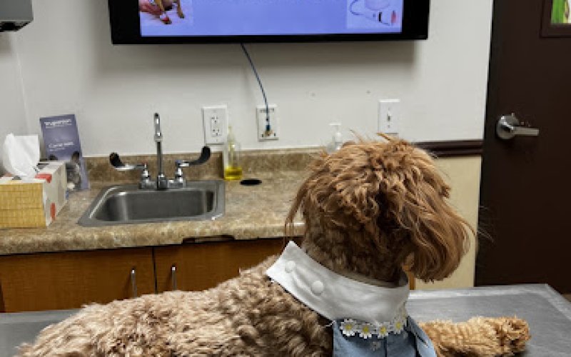 Camino al Norte Animal Hospital — Veterinarian in North Las Vegas