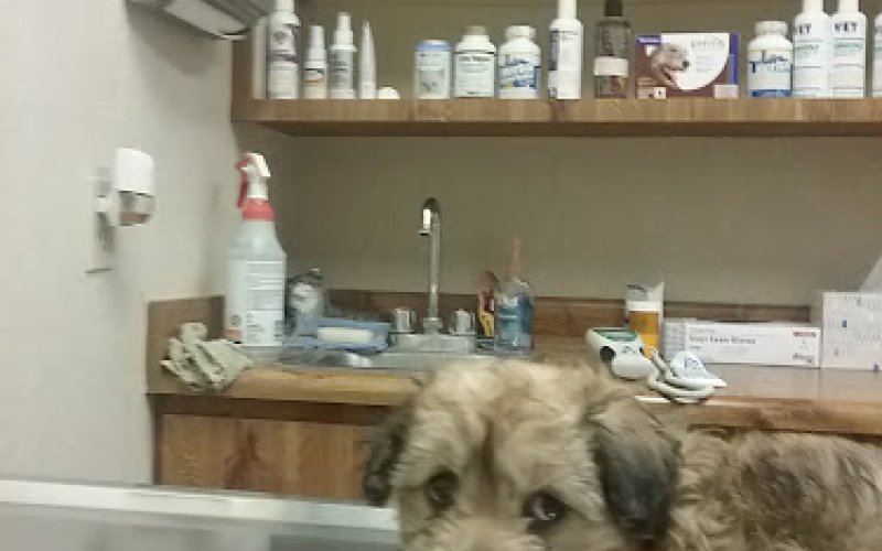 Doc Mo's Kindred Spirits Animal Hospital — Veterinarian in North Las Vegas