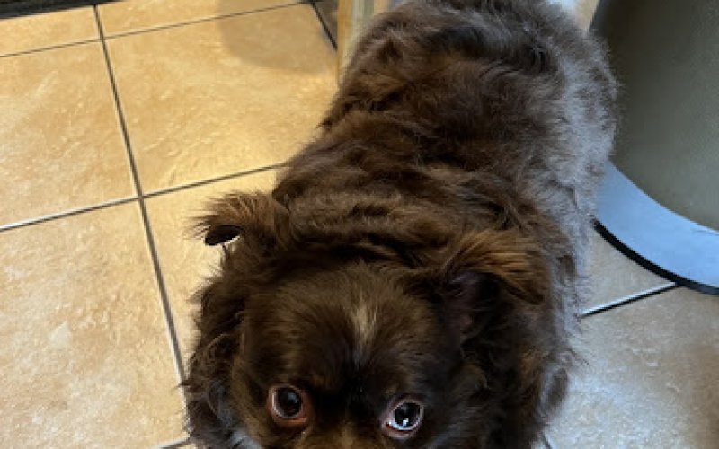 Good Vibes Pet Sitting — Dog walker in North Las Vegas
