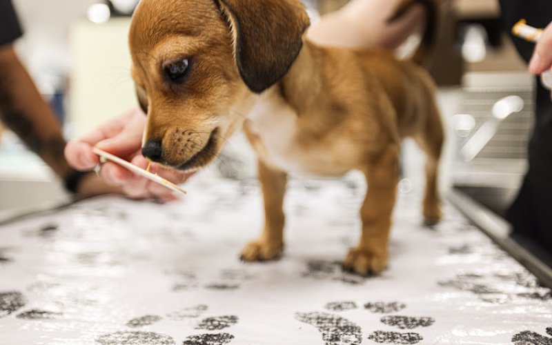 Northwest Pet Hospital — Veterinarian in North Las Vegas