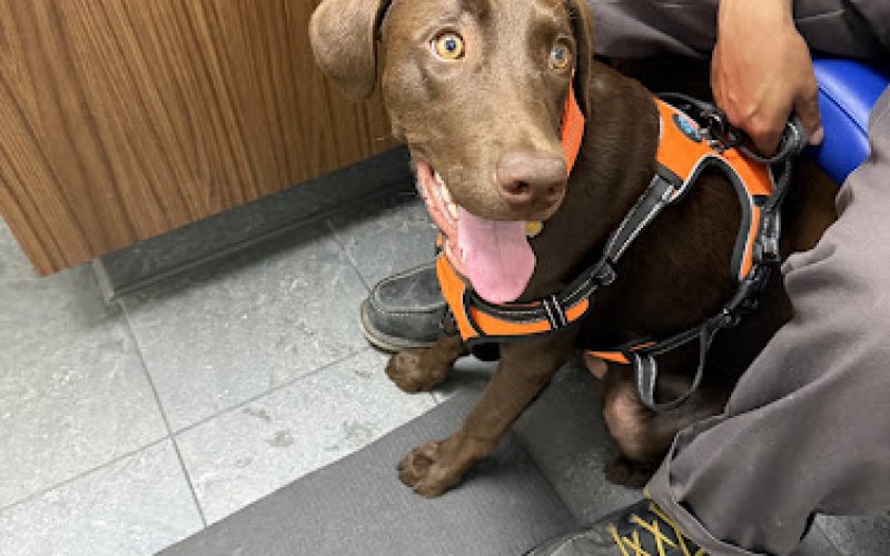 Pet Care Veterinary Clinic — Veterinarian in North Las Vegas