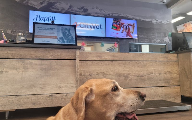 CityVet | Thornton