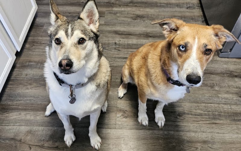 Eastlake Veterinary Services