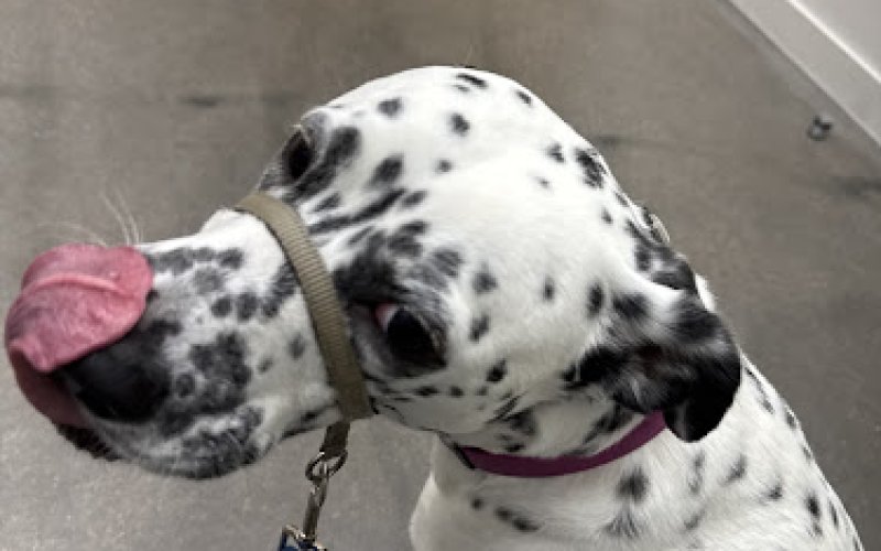 Pet Hospital of Thornton