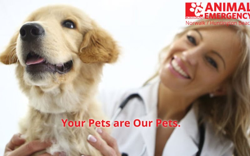 Crossroads Animal Emergency (Norwalk), A Thrive Pet Healthcare Partner