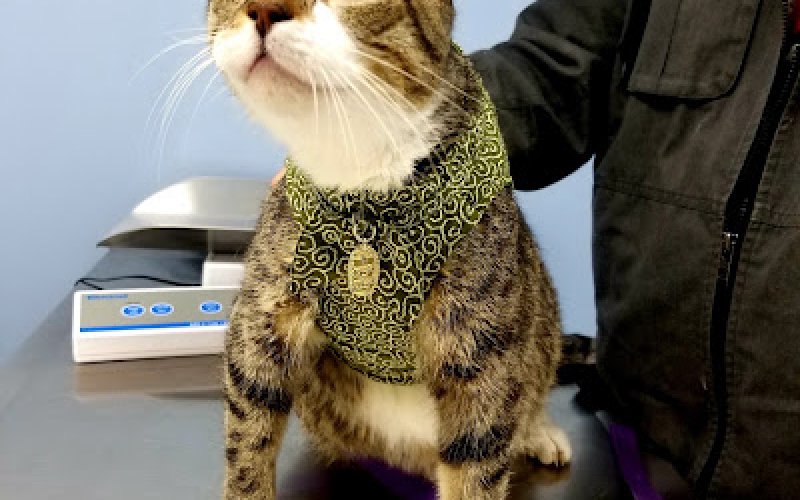 Norwalk Animal Hospital