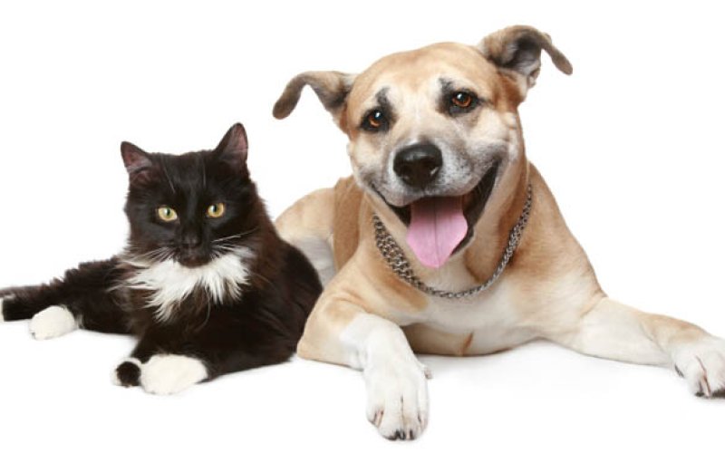 Southside Pet Hospital