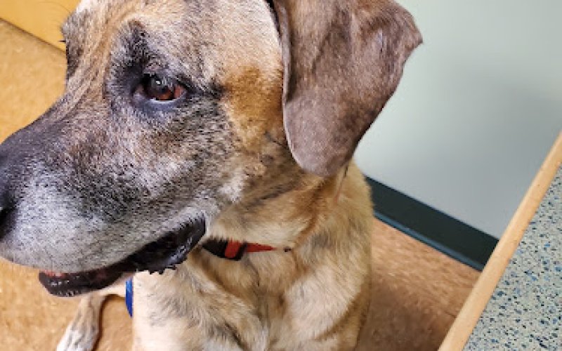 Best Care Pet Hospital