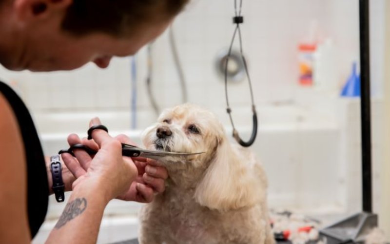 CareVet of West Omaha