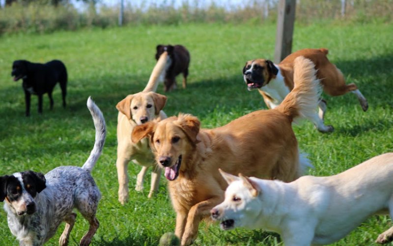 Clearview Pet Care Centre