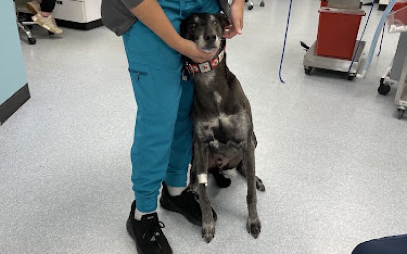 Good Samaritan Pet Doctor