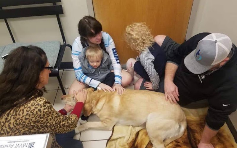 The Pet Clinic
