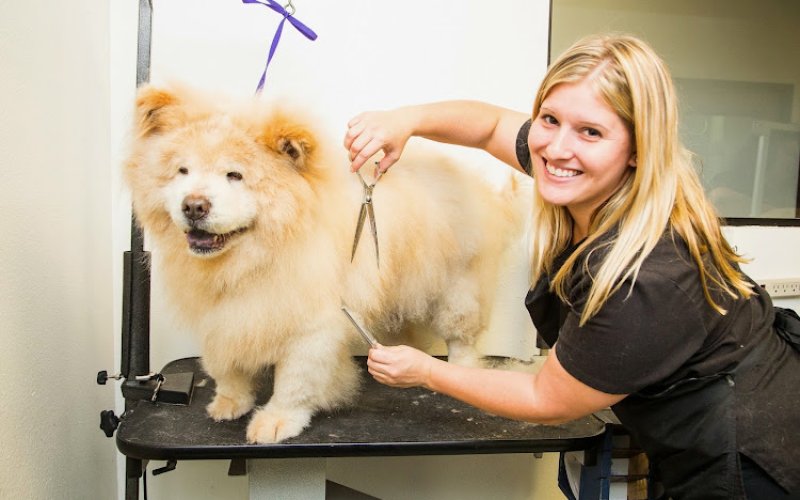 Healthy Pet Hospital and Grooming