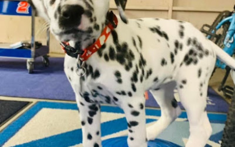 Orange Canyon Pet Clinic
