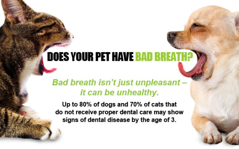 Orange Pet Clinic
