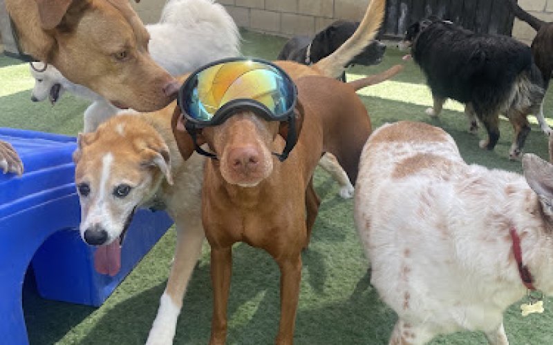Petopia Pet Resort