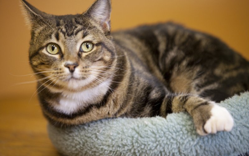 Cherokee Cat Clinic — Veterinarian in Overland Park