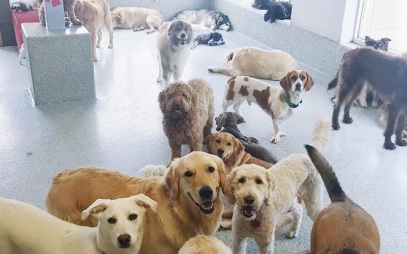 Happy Pawz | Dog Boarding - Daycare - Grooming - Mobile Grooming - Board & Train