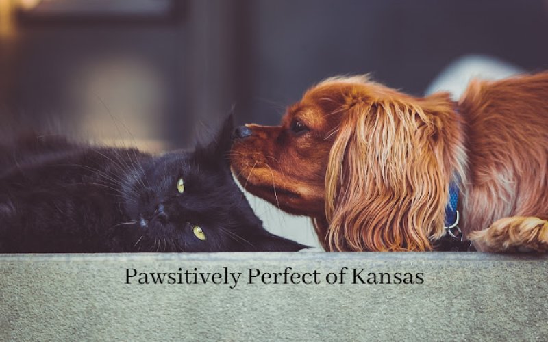 Pawsitively Perfect