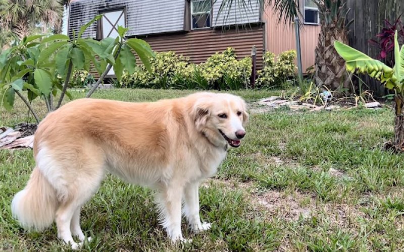 Boarding with Becky — Pet boarding service in Palm Bay