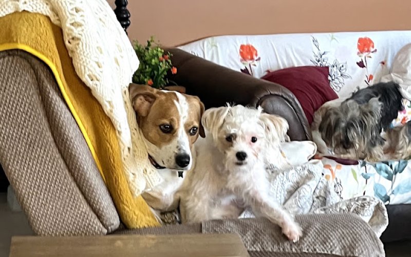 Doggies Haven