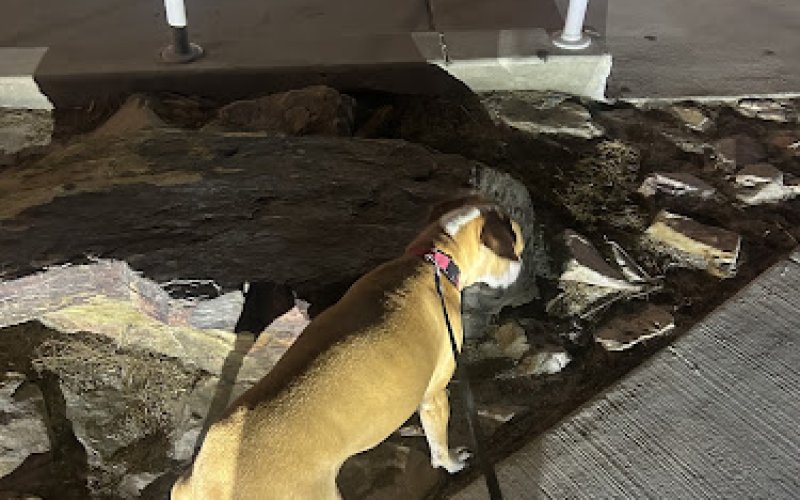 N&A Pet Transport Services — Pet boarding service in Palm Bay
