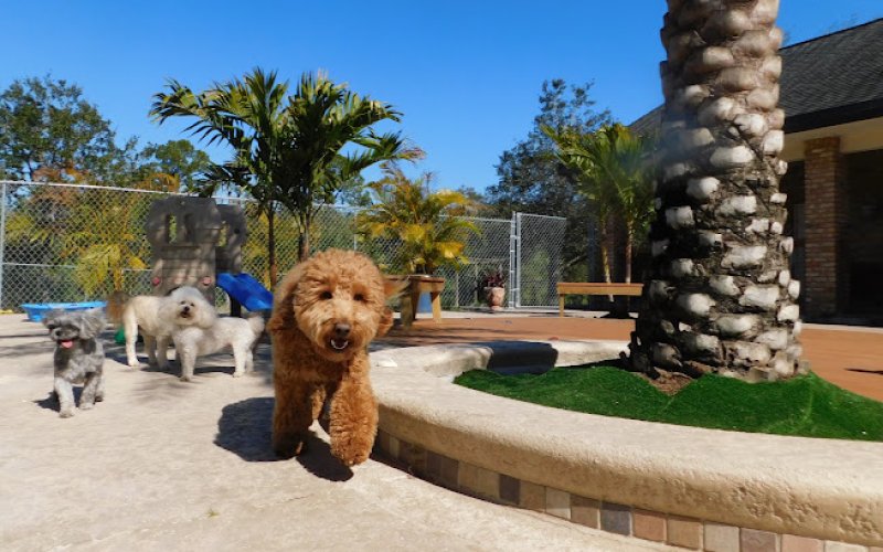 Woof Playcare Dog Resort — Pet boarding service in Palm Bay