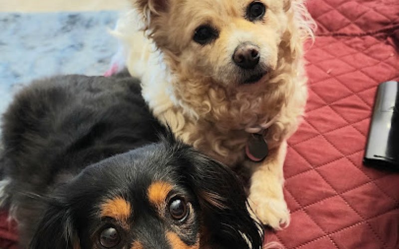 Pampered Pooch Pet Hotel
