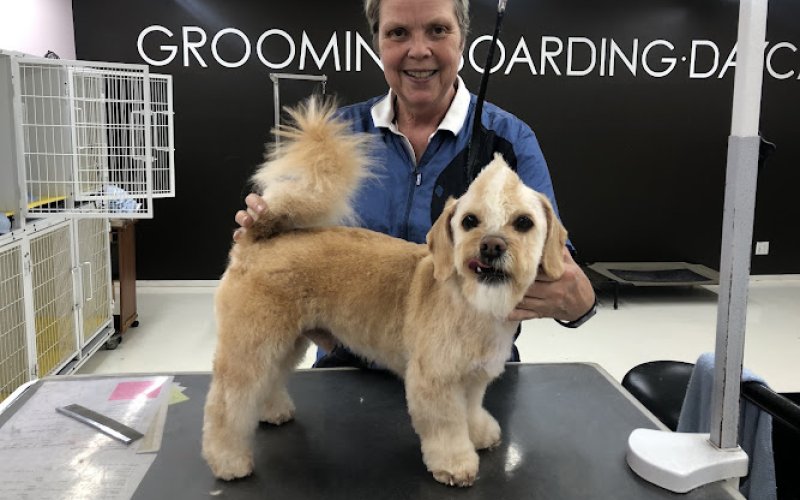 Pasadena Pet