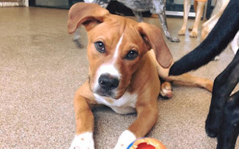 Red Bluff Pet Resort & Grooming Salon