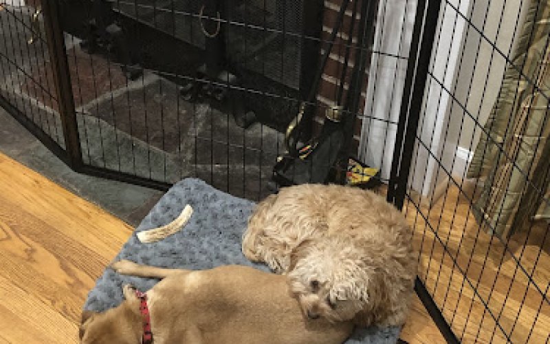 Jenna's Doggie Lodge