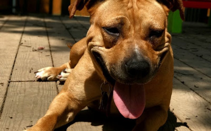 Paterson Animal Control