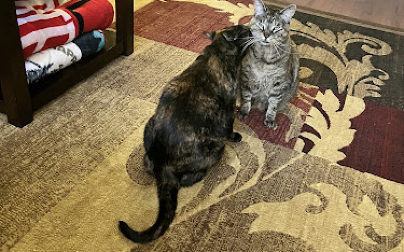 Safari Animal Hospital