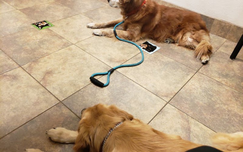 Lovet Pet Health Care - Fletcher Heights