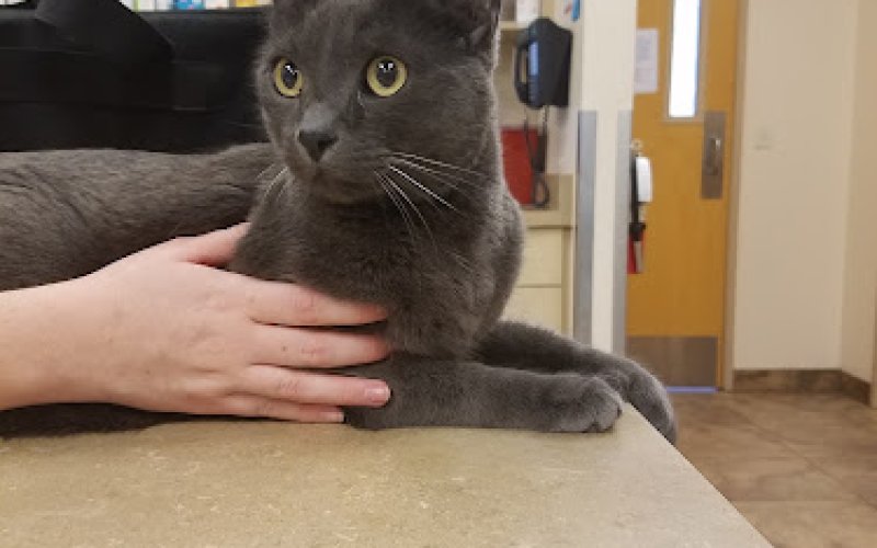 Lovet Pet Health Care - Westbrook