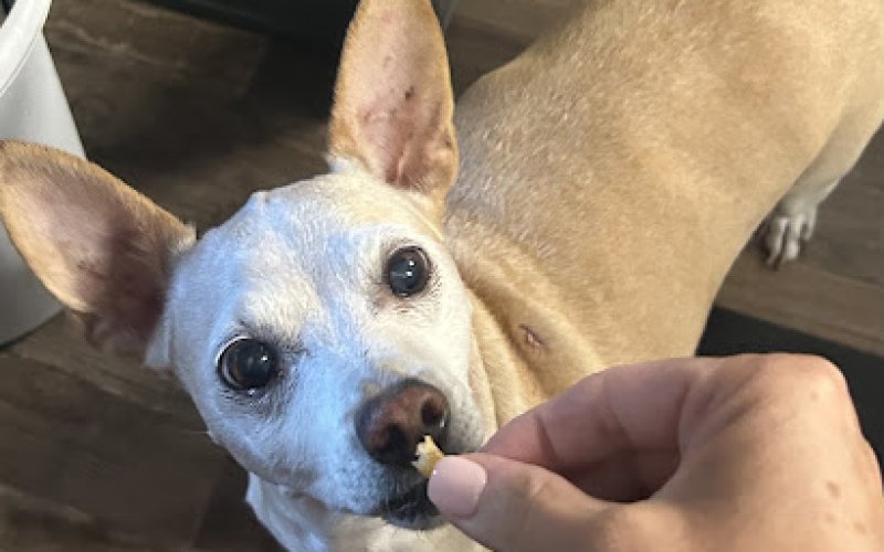 Pet Dental USA