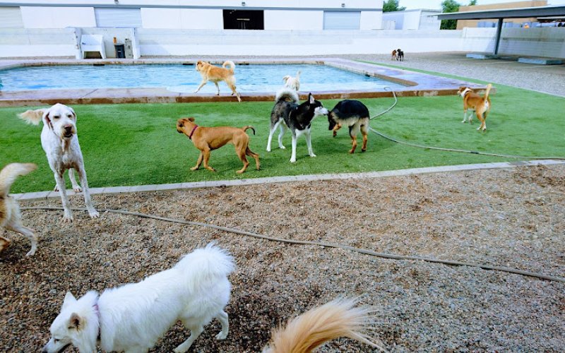 The Furshire Social Club for Dogs & Cats
