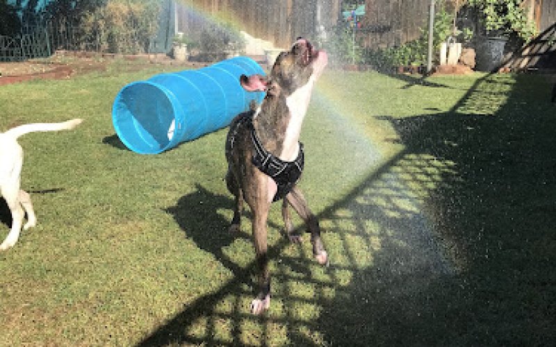 The Wet Nose House, LLC — Dog walker in Peoria