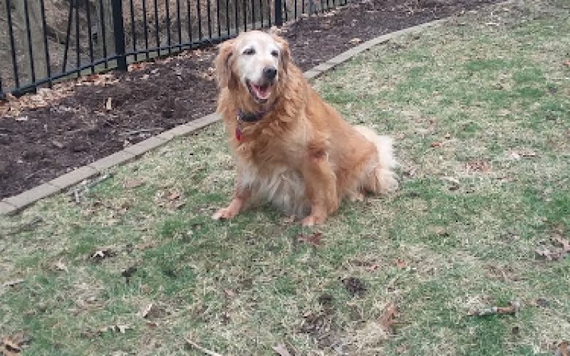 Shannon's Pet Pals — Pet sitter in Peoria