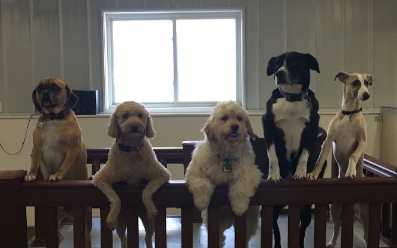 Tender Care Animal Hospital of Peoria