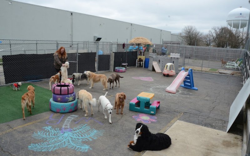 Waggin Tails Resort