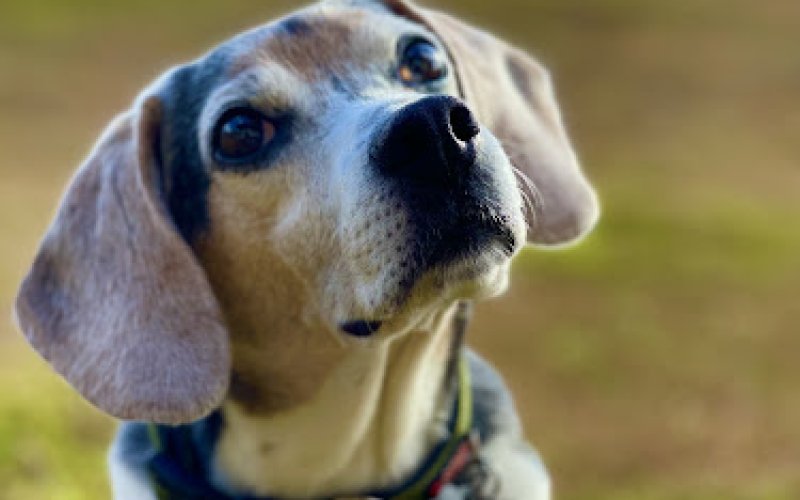 All Creatures Animal Care — Veterinarian in Monroe