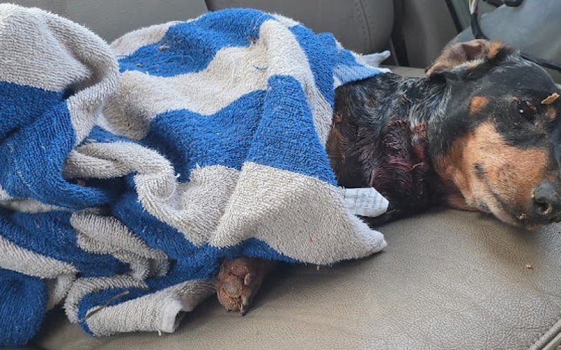 Animal Emergency Clinic of NE LA — Emergency veterinarian service in Monroe