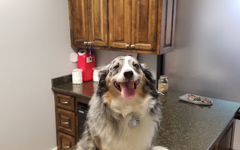 Little Veterinary Services — Veterinarian in Monroe