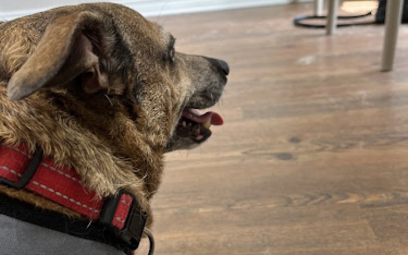 The Parish Pet Clinic — Veterinarian in Monroe