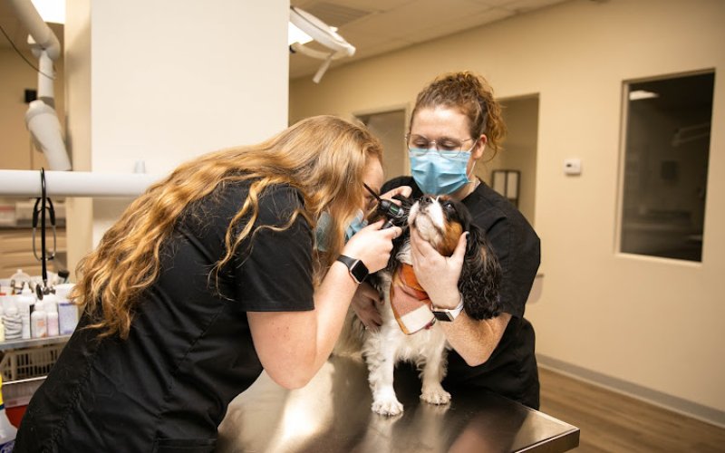 Indy Veterinary Care