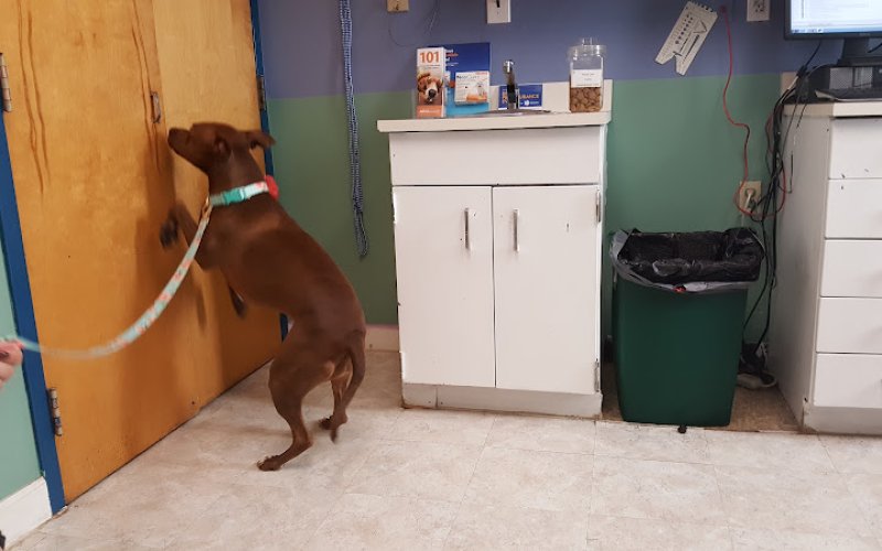 Pet Health Center