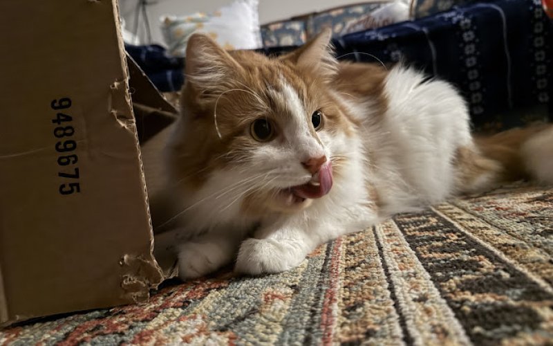Purr-ky Petsitting